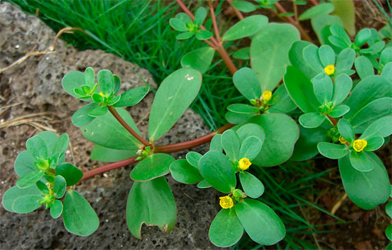 Beldroega – Veja o Poder dessa Planta – Nunca mais jogue está planta fora!