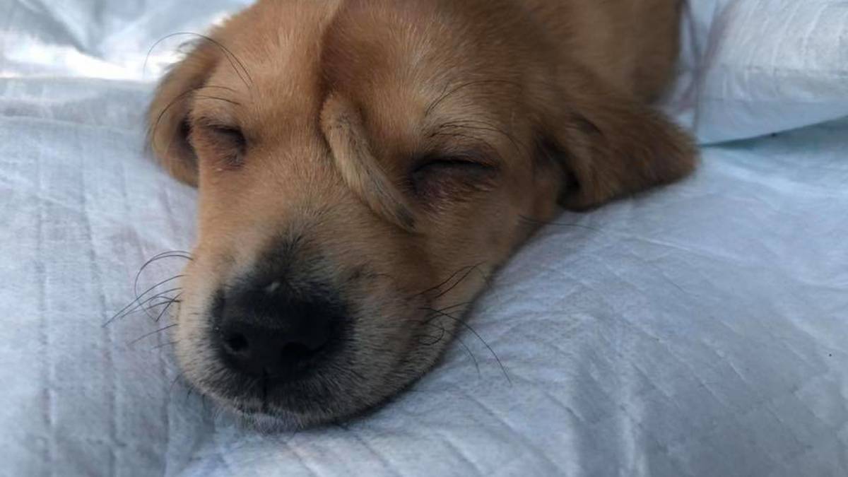 Cachorro nasce com um rabo na testa