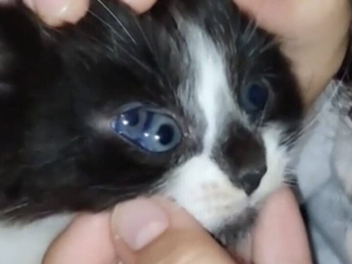 conheça o gatinho que nasceu com três olhos – Muito Impressionante