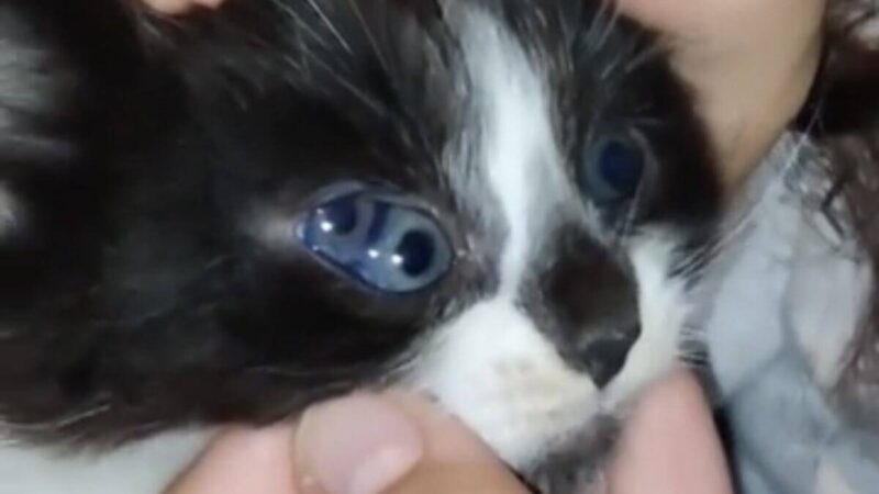 conheça o gatinho que nasceu com três olhos – Muito Impressionante