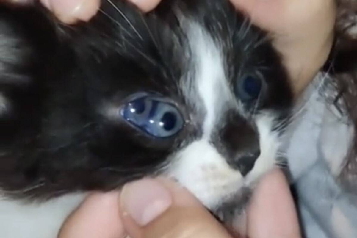 conheça o gatinho que nasceu com três olhos – Muito Impressionante